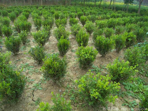 小葉黃楊圖片基地實拍 小葉黃楊圖片基地實拍