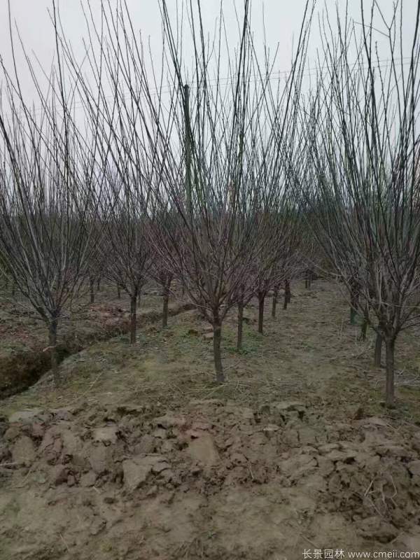 紅梅樹紅梅花圖片基地實(shí)拍 紅梅樹紅梅花圖片基地實(shí)拍