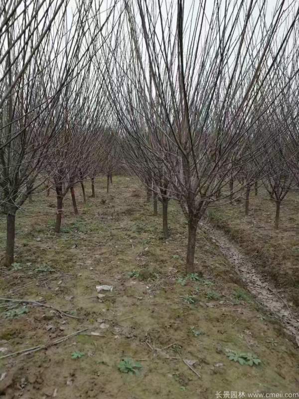 紅梅樹紅梅花圖片基地實(shí)拍 紅梅樹紅梅花圖片基地實(shí)拍