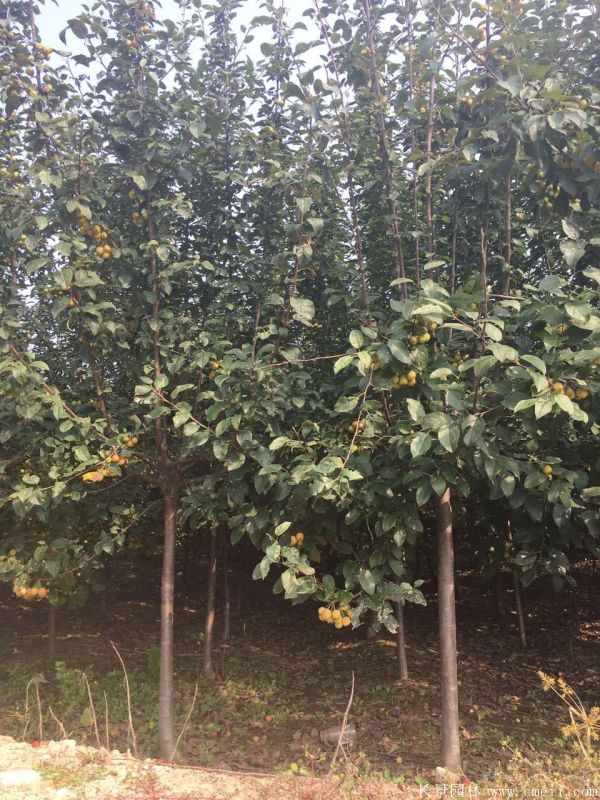 西府海棠圖片基地實拍 西府海棠圖片基地實拍