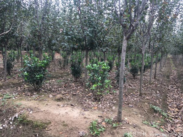 西府海棠圖片基地實拍 西府海棠圖片基地實拍