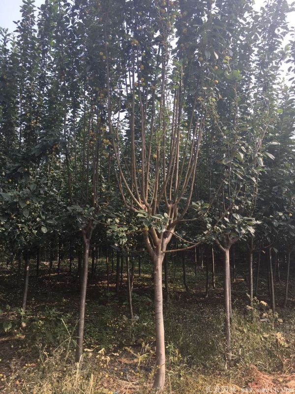 西府海棠圖片基地實拍 西府海棠圖片基地實拍