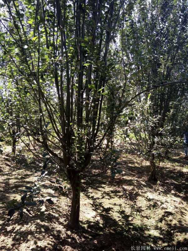 西府海棠圖片基地實拍 西府海棠圖片基地實拍