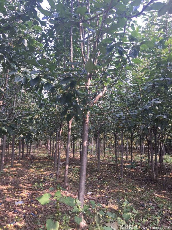 西府海棠圖片基地實拍 西府海棠圖片基地實拍