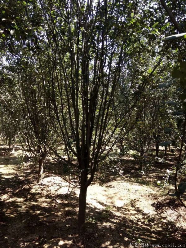 西府海棠圖片基地實拍 西府海棠圖片基地實拍