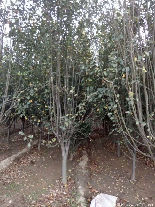 西府海棠圖片基地實拍 西府海棠圖片基地實拍