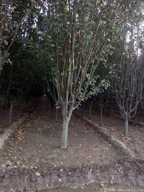 西府海棠圖片基地實拍 西府海棠圖片基地實拍