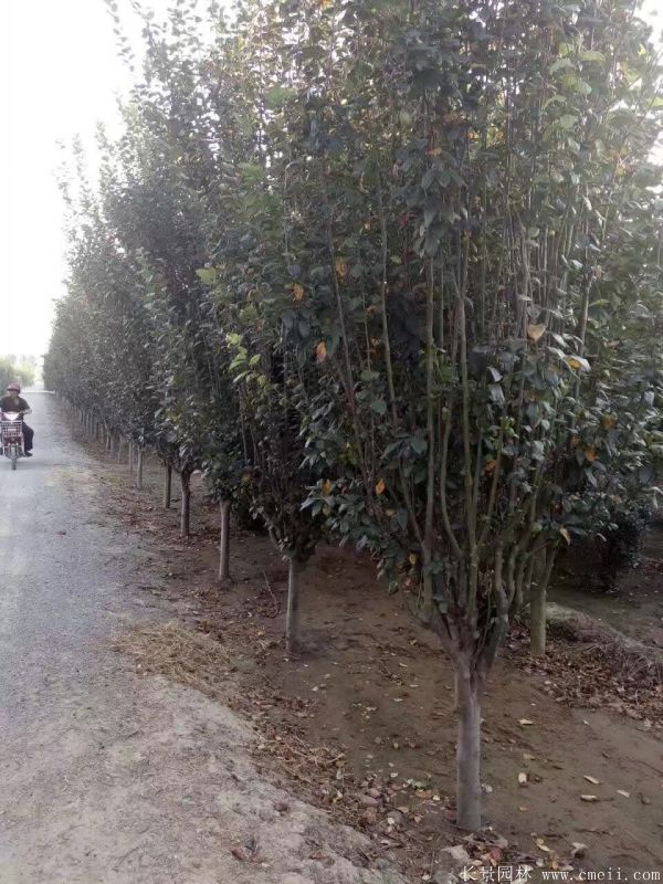 西府海棠圖片基地實拍 西府海棠圖片基地實拍