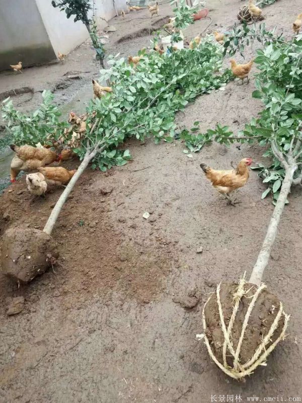 西府海棠圖片基地實拍 西府海棠圖片基地實拍