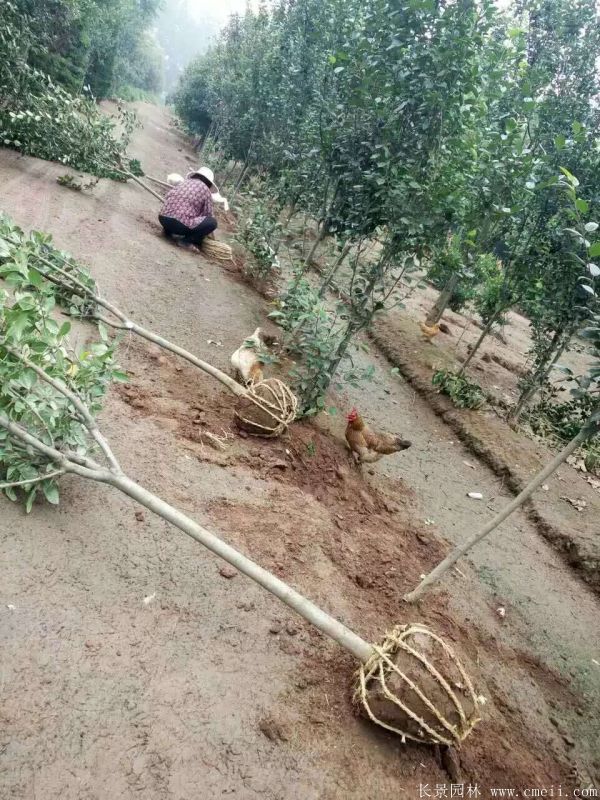 西府海棠圖片基地實拍 西府海棠圖片基地實拍