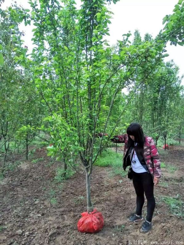 西府海棠圖片基地實拍 西府海棠圖片基地實拍