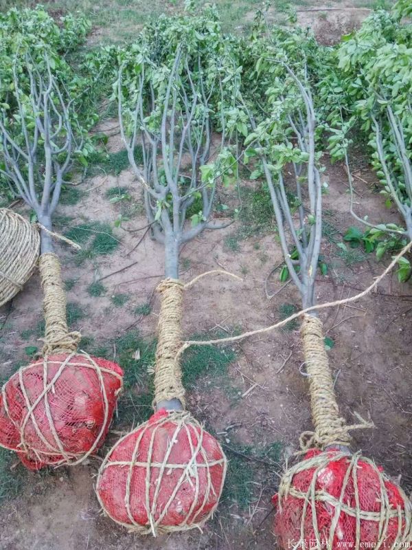 西府海棠圖片基地實拍 西府海棠圖片基地實拍