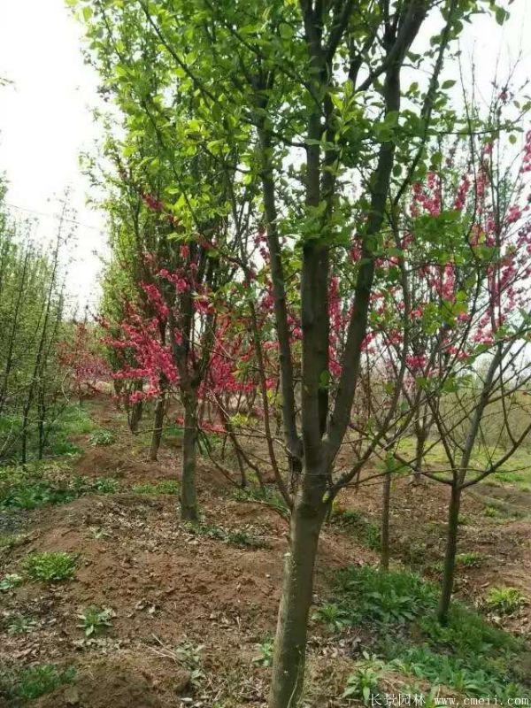 西府海棠圖片基地實拍 西府海棠圖片基地實拍