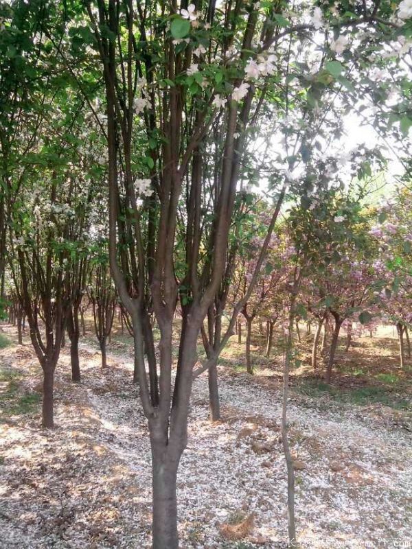 西府海棠圖片基地實拍 西府海棠圖片基地實拍