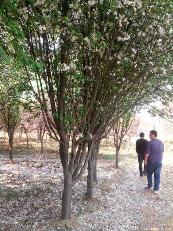 西府海棠圖片基地實拍 西府海棠圖片基地實拍