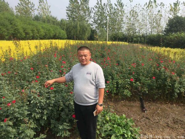 地被月季圖片基地實(shí)拍 地被月季圖片基地實(shí)拍