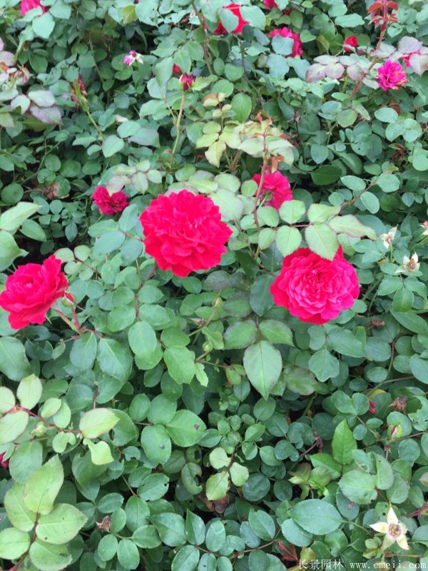 微型月季圖片基地實(shí)拍 微型月季圖片基地實(shí)拍