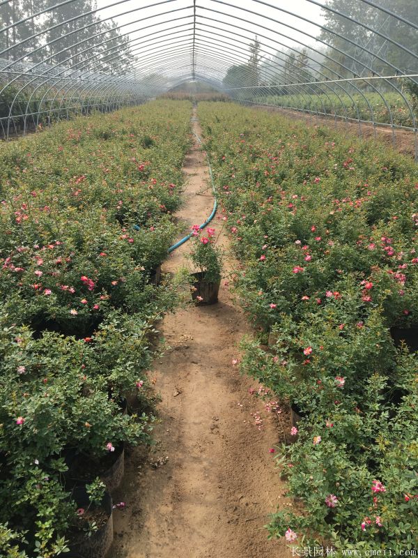 微型月季圖片基地實(shí)拍 微型月季圖片基地實(shí)拍