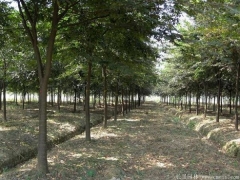 2020櫸樹價格報價表，出自全國較大的櫸樹產區