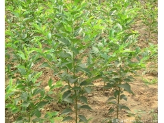 咨詢櫻花樹苗價(jià)格，先來(lái)比較大的櫻花種植區(qū)考