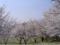 櫻花樹苗8_10公分價(jià)格近日來(lái)有所上漲，入手要快