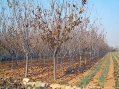 一份從種植基地流露出來(lái)的櫻花樹苗價(jià)格表