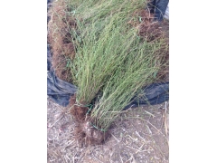 棣棠球價格是怎么計算的，多少錢一棵？