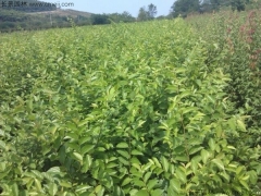 6月可以播種櫸樹嗎？