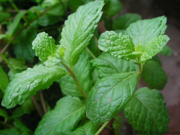 薄荷種子發(fā)芽出苗圖片 薄荷種子發(fā)芽出苗圖片