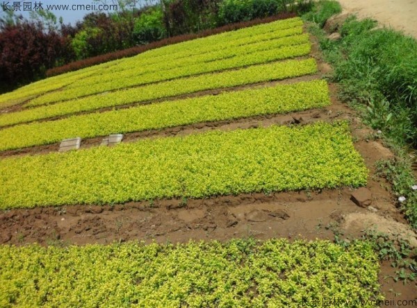 金葉女貞種子發芽出苗圖片