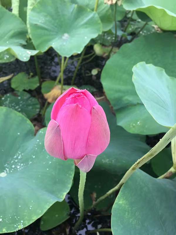 荷花種植基地實(shí)拍優(yōu)質(zhì)品種類 荷花種植基地實(shí)拍優(yōu)質(zhì)品種類