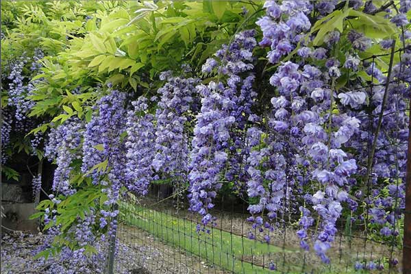 日本多花紫藤八重黑龍 日本多花紫藤八重黑龍