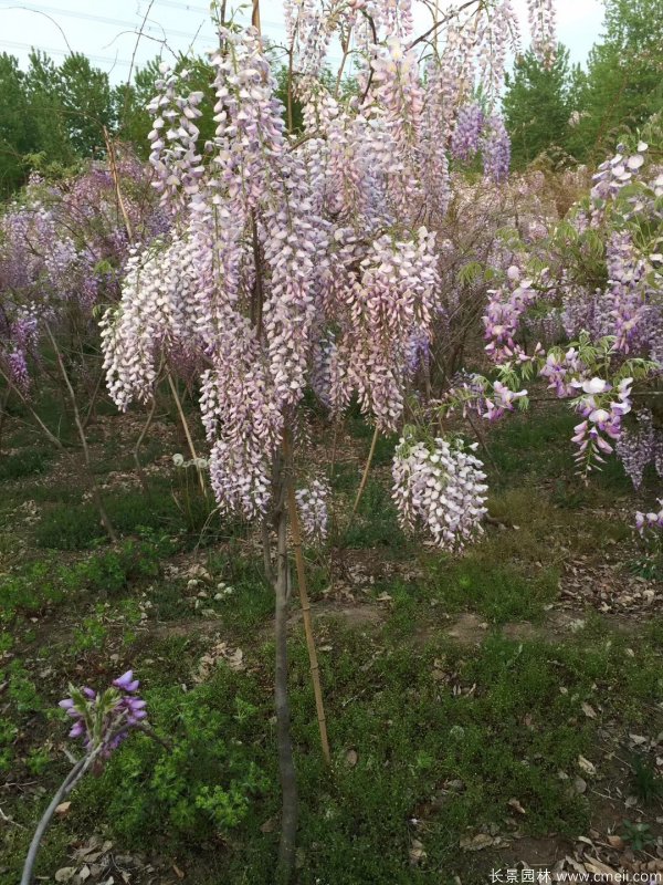 銀藤紫藤品種之一 銀藤紫藤品種之一