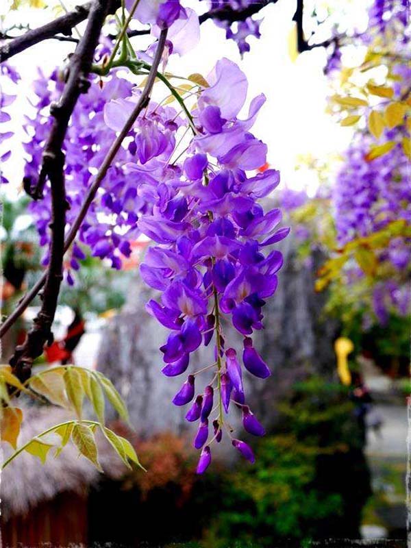 白玉藤紫藤新品種 白玉藤紫藤新品種