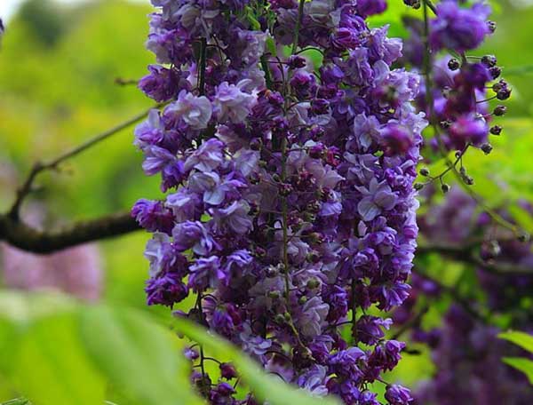 日本多花紫藤八重黑龍 日本多花紫藤八重黑龍