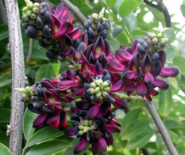 紅花紫藤樹苗開花紅色 紅花紫藤樹苗開花紅色