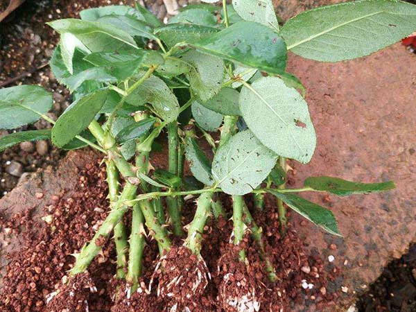 切花月季小苗 切花月季小苗