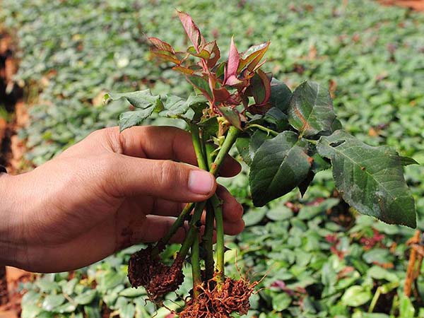 切花月季小苗 切花月季小苗