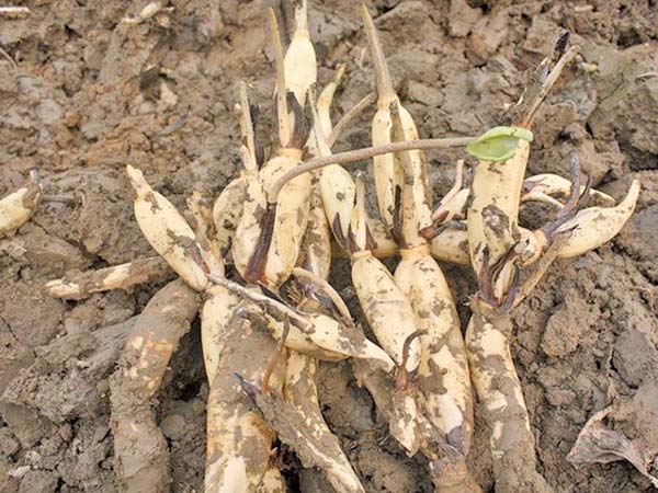 荷花苗種藕蓮藕苗 荷花苗種藕蓮藕苗