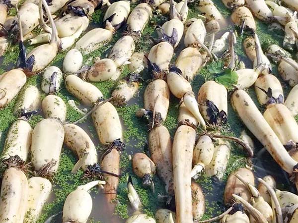 荷花苗種藕蓮藕苗 荷花苗種藕蓮藕苗