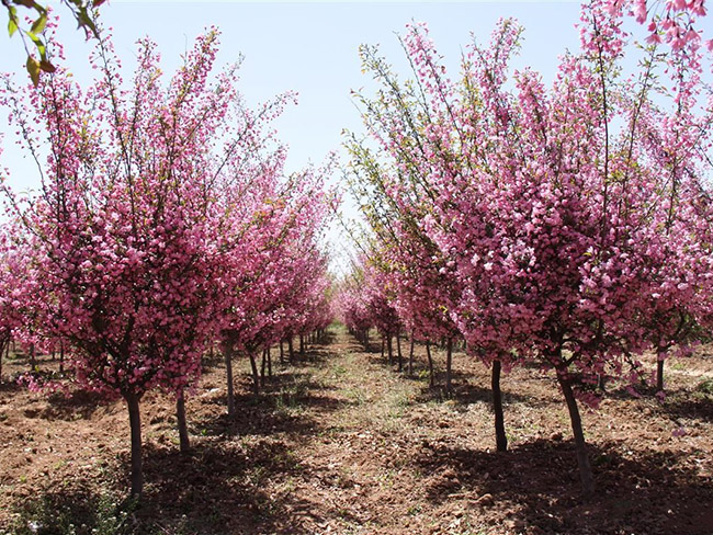 垂絲海棠 垂絲海棠