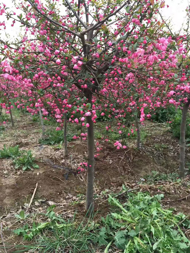 垂絲海棠 垂絲海棠