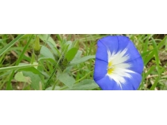 三色旋花的生長習(xí)性 種植方法