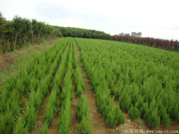 1594001158927154.jpg 1.jpg