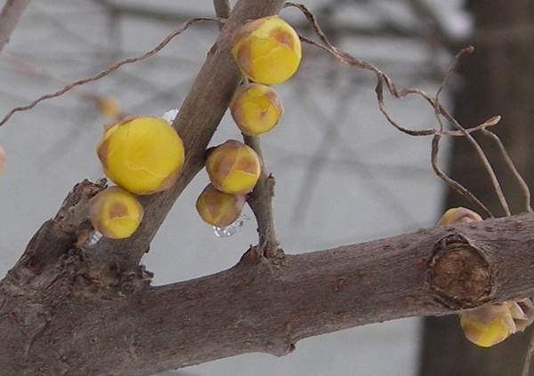 1594969244919880.jpg 臘梅1.jpg