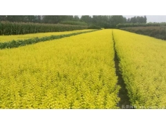 金葉女貞小苗價格哪里便宜？