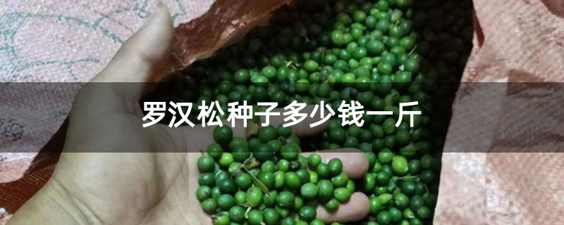 羅漢松種子多少錢一斤 羅漢松種子多少錢一斤