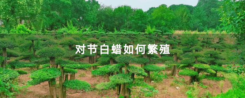 對節白蠟如何繁殖