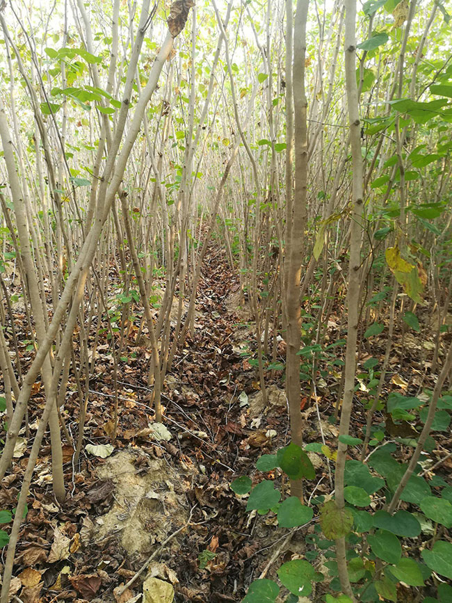 巨紫荊價(jià)格 巨紫荊價(jià)格