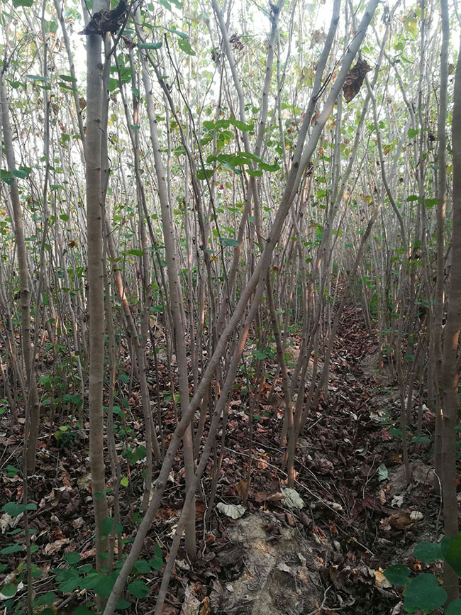 巨紫荊價(jià)格 巨紫荊價(jià)格